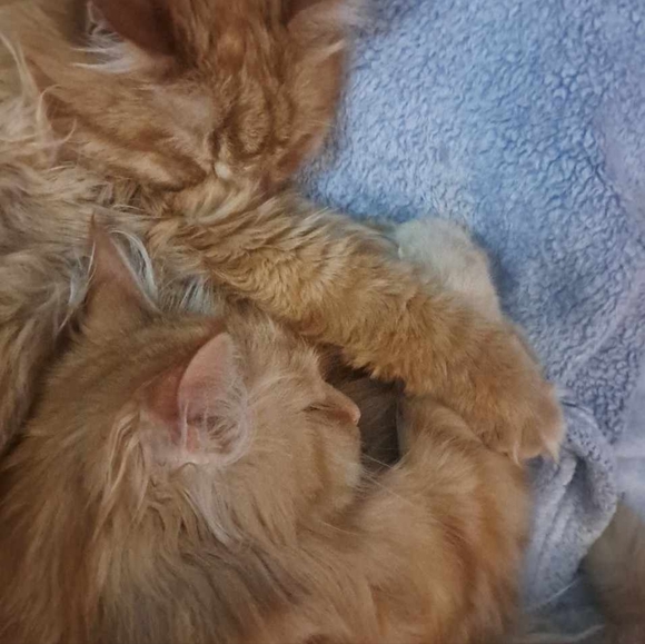 COPY - I am a pet friendly home - Picture 4 of 7